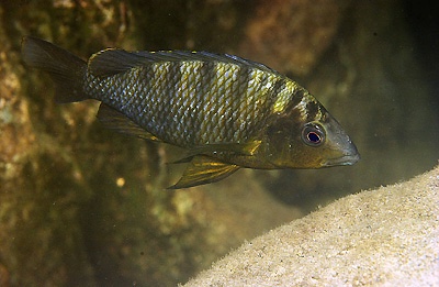 Jabarichromis pfefferi 'Isanga Bay'